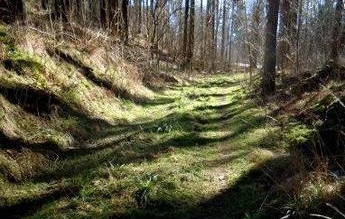 Moosiger Waldweg in einem Wald im Waldviertel. Sonne wirft den Schatten der Baumstämme auf den Weg.